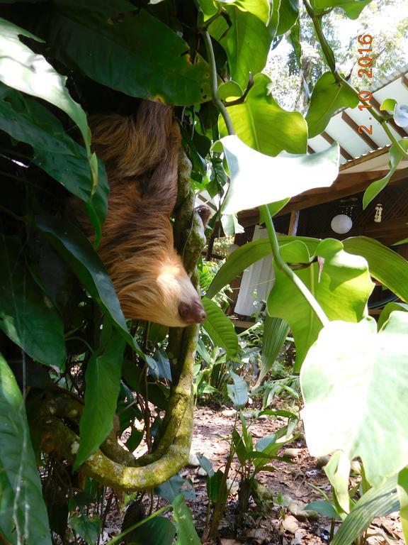 Casa Lina Sloth View Exotic Apartment With Privat Kitchen Puerto Viejo de Talamanca Екстериор снимка