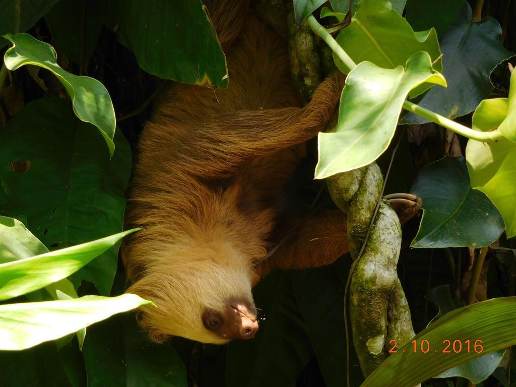 Casa Lina Sloth View Exotic Apartment With Privat Kitchen Puerto Viejo de Talamanca Екстериор снимка