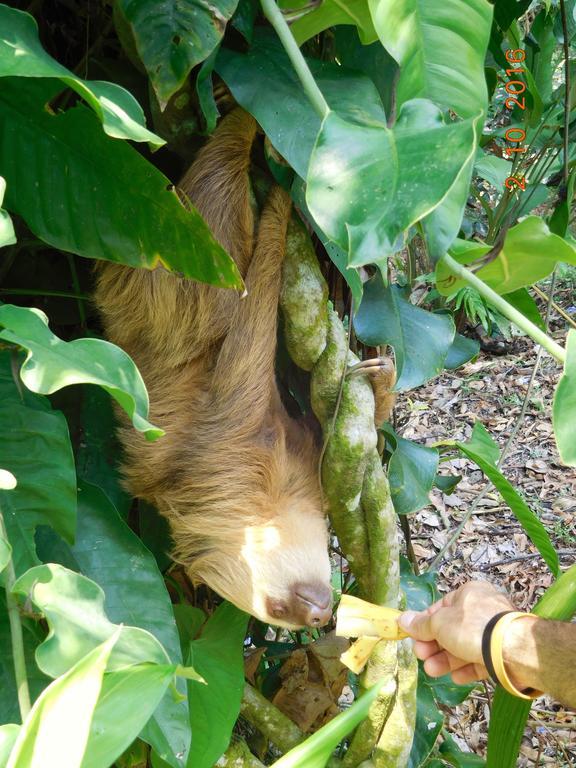 Casa Lina Sloth View Exotic Apartment With Privat Kitchen Puerto Viejo de Talamanca Екстериор снимка