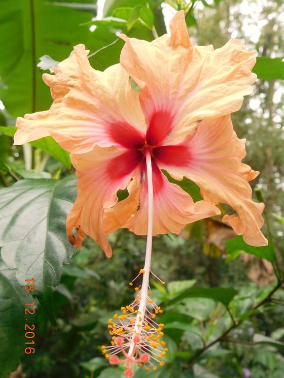 Casa Lina Sloth View Exotic Apartment With Privat Kitchen Puerto Viejo de Talamanca Екстериор снимка